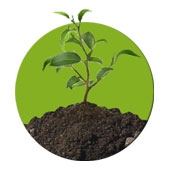 ПосадКА дерева