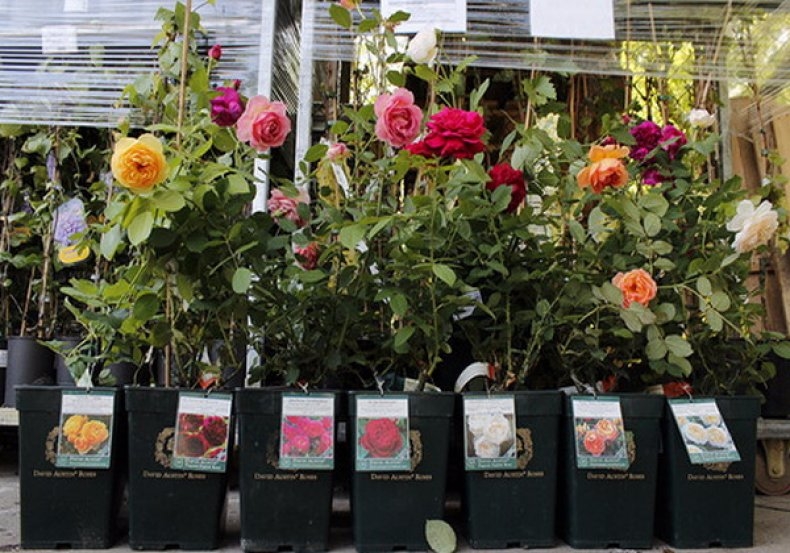 Роза в Санкт-Петербурге