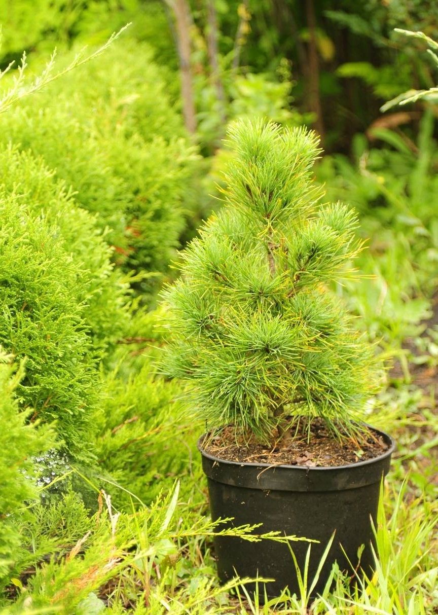 Сибирская сосна, сажанец 001